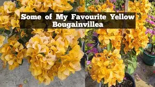 My favourite Yellow Bougainvillea in my collection.