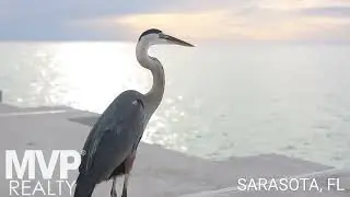 Sarasota Florida -- Oleg Lisitsyn -- Your Realtor