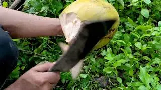 Как очистить кокос с помощью мачете