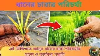 এই ভিডিওতে জানুন ধানের চারা পরিচর্যার সহজ ও কার্যকর পদ্ধতি।#ধানেরচারা #ধানচাষ #RiceFarming