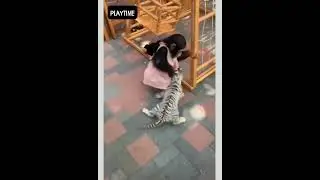 Playtime for a Little Monkey and  a Little Tiger #Funnyanimals, #Shorts, #Animals