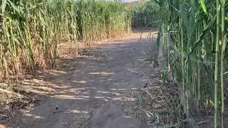 Xd corn maze