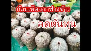 ทำก้อนเห็ดจากฟางข้าว อาชีพสร้างรายได้