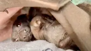 Little Red Flying-Fox has her baby:  this is Jackie with little Anzac