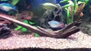 Planted Rainbow Tank