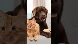 Cat and dog see hamster for the first time.