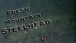 Fly Fishing for Steelhead Trout on a Pristine Mountain River!