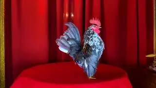 Serama, 'Ace McCloud' shows off on the table for SCNA virtual show