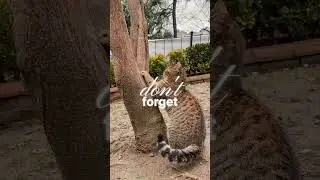 Cat Conflict Solutions Tips