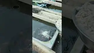 Comida para peces