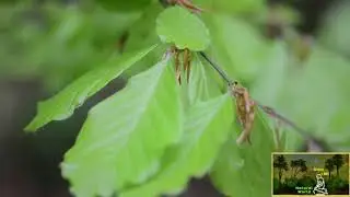 Birch Leaves