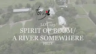 Lot 123: Spirit Of Boom x A River Somewhere Filly | Magic Millions