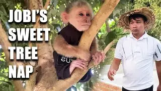 JOBI the monkey home alone, plays outside and sleeps in a tree while Dad HUNG works 🐒🌳