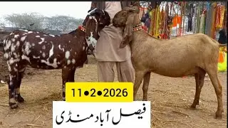 Faisalabad Bakra Mandi New Update|| FM Animals||03006698284.11●2●2026