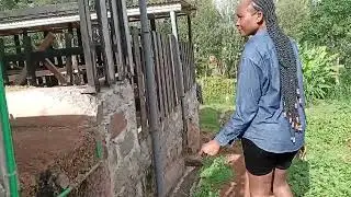 WE VISITED A STATE OF THE ART FARM IN NYERI/FARM LIFE