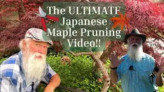 The ULTIMATE Japanese Maple Pruning Video!! #tree #arborist #maple #pruning #education #garden