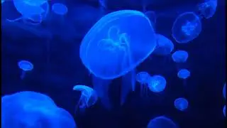 #sleepmusic #sleep #relaxation #relax #relaxingmusic sleep music / музыка для сна