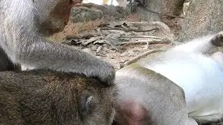 Very Sweet While Big Monkey Do Like This