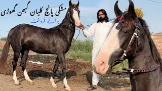 Mushki Panch Kliyan Pregnant Ghodi For Sale | Top Breeder Horse in Pakistan