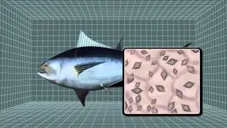 Sushi savior? Surrogate mackerel could bring end to bluefin tuna shortage