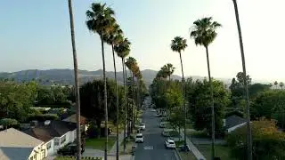 Palm Tree Driving