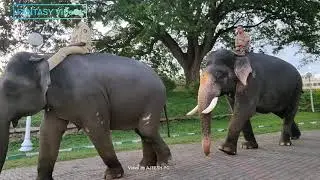 9_ELEPHANT'S walking  #fantasyvideos2030 |1080p|video