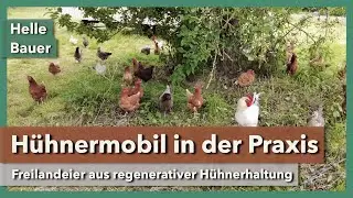Hühnermobil & wunderschöne Hühnerweide | Helle Bauer | Rundgang 5 | 2023