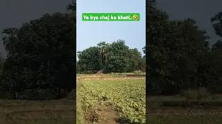 #music #viralshort #trandingshorts #youtubeshorts #filedefrango 🤣😅🤣🤣🥰 SUBSCRIBE pls my channel...