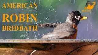 American Robin Taking Bath!  Robin In Birdbath