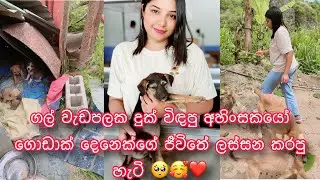 බලු පැටව් 22 බේරගත්තා 🥺❤️|| I rescued 22 poor stray pups 🐶❤️