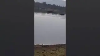 crocodile at Sariska Tiger Reserve . A must visit with family
