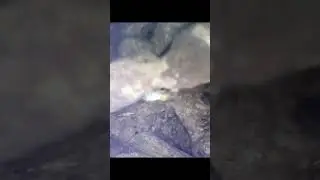 Active Termite Behaviour in a Old Tree Stump
