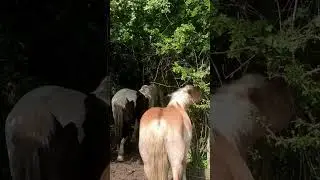 Nature provides food and scratch posts 🌳🐴#shorts #horses #paddockparadise