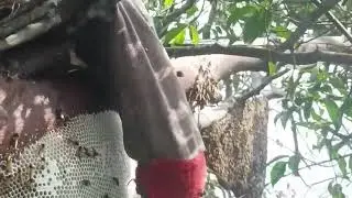 Billion-dollar beekeeping precision! Watch full video of hive extraction! #Honey#Beekeeping #BeeFarm