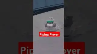 🚤Piping Plover Cruising the Harlem River #Shorts #Boat #Harlem @EIGHTYSGUY