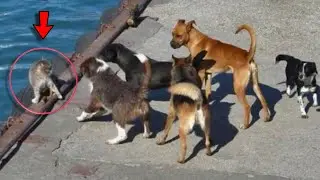 The Poor Cat Was Surrounded by Dogs and no Longer Hoped for Rescue  But Suddenly a Miracle Happened!
