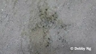 Archaster typicus (Common sea star)