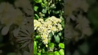Flores de Clematis, Clematis vitalba #nature #flowers #flores #naturaleza #silvestre