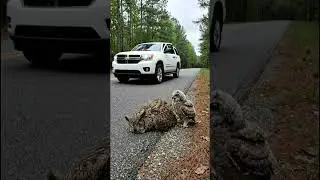 Kind man saves owl from heatstroke...#Wildlif Rescue #WildAnimal