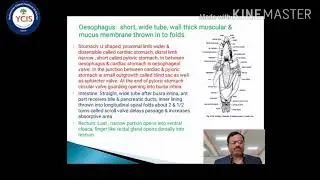 Comparative Anatomy of Digestive System in Vertebrates  (Dr. R. B. More)