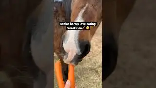 Senior Horses Eating Crunchy Carrots~ Horse Sounds😍🥕🐴 #shorts