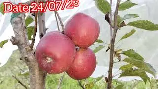 Dark Baron Gala performance in 6500 feet #apple #variety #appleorchard #apple#applegrower #fruit
