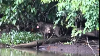 Bearded pigs