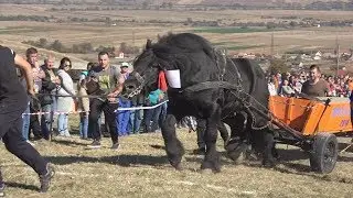 Concurs cu cai de tractiune | Tropote in tara vinului | Micesti, Alba - 2018