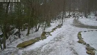 Beech Time Lapse 2017