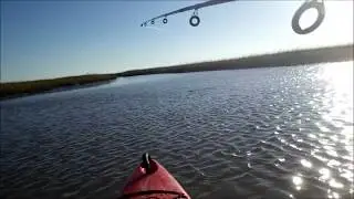 Chasing low tide redfish