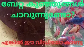 Transfering beta fries  from a breeding tank to growing tank! malayalam