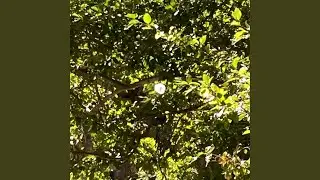 Autumn Breeze in Willow Trees (._.)