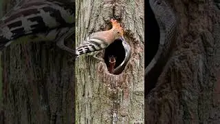 MOTHER Bird Saves Baby From Hungry Snake In Dramatic Tree Nest Rescue