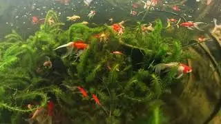 Золотая рыбка Сараса Комета в пруду объёмом 800 галлонов &ndash; ранняя весна